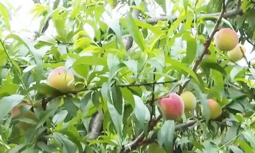 +麻 豆 无 限 臀 山 麻豆我非常乐意为你提供帮助