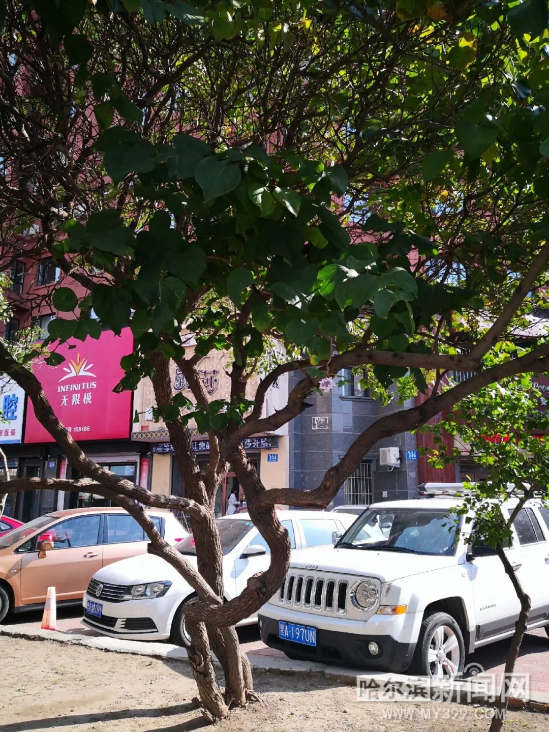 仙踪林XZL欢迎你呦交