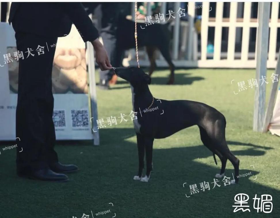 西边的风 在线看