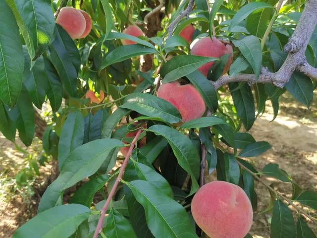 布谷鸟汉化 漫画等内容的布谷汉化