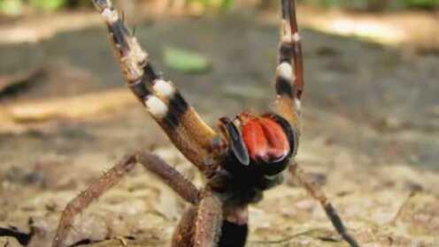 小马拉大车侄子儿子 小马请提供更多细节