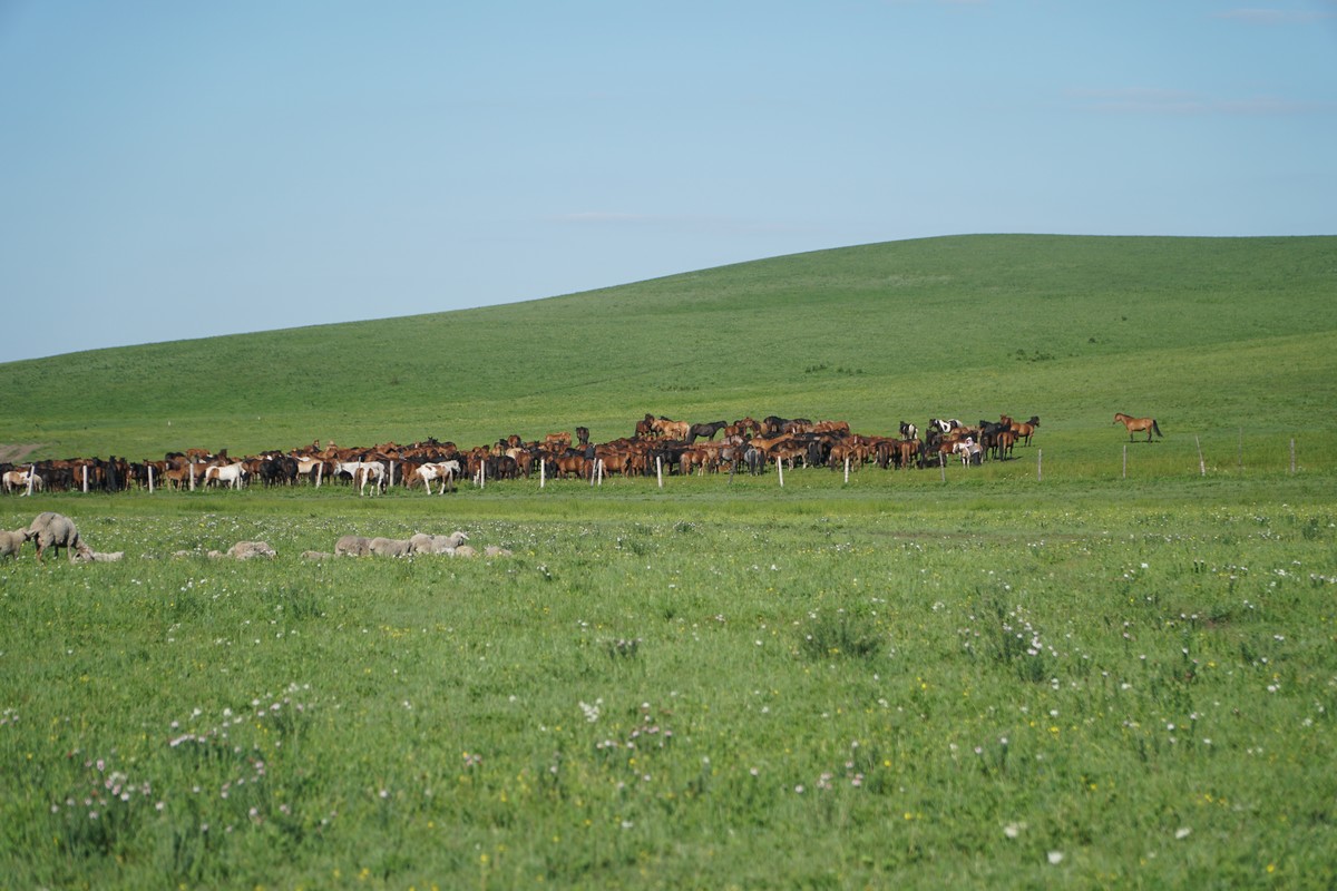 困困狗图 Pinterest等常有宠物博主分享